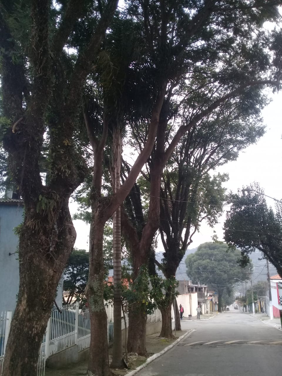 Seis árvores na calçada da rua, podadas.
